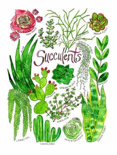 a drawing of succulents and plants with the words succulents