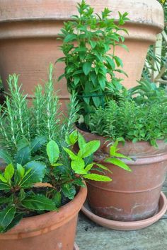 three potted plants are sitting on the ground