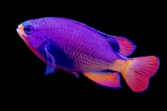 a purple and yellow fish with black background