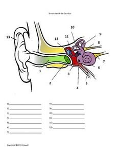 an image of the anatomy of the ear