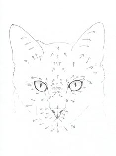 a drawing of a cat's face with arrows all over it and eyes wide open