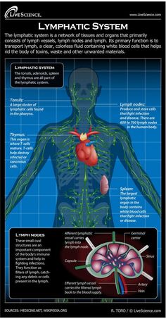 How To Drain Your Lymphatic System Healthy Detox Cleanse, Lymph Vessels, Lymph Massage, Lymph System, White Blood Cells, Lymph Nodes, Healthy Detox, Medical Knowledge, Body Systems