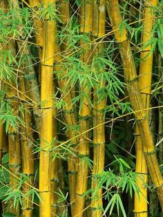 bamboo trees with yellow stems and green leaves