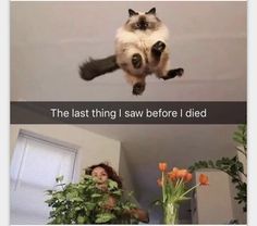 the cat is jumping up in the air