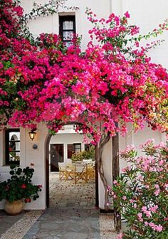 pink flowers are growing on the outside of a house