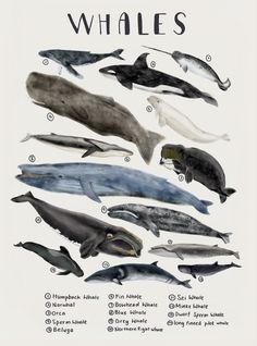 a poster with different types of whales on it's sides and the names of them