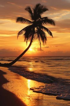 a palm tree is silhouetted against the setting sun on an ocean beach with waves