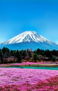 a mountain covered in snow and surrounded by pink flowers on the ground with trees around it