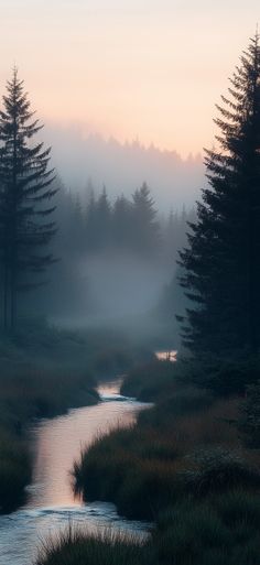 a river running through a forest covered in fog