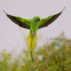 a green bird flying through the air with its wings spread