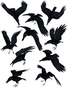 black birds flying in the air with their beaks open and wings spread out, all facing different directions