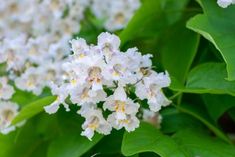 white flowers with green leaves in the background