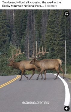 two elk crossing the road in rocky mountain national park