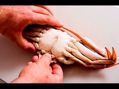 a person cutting up a large crab on top of a table