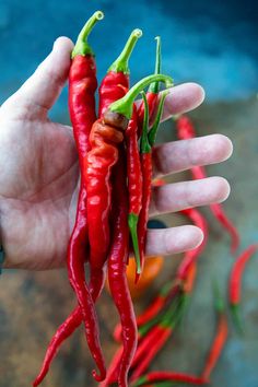 A recipe to make your own homemade cayenne pepper sauce in your own kitchen, with store bought or garden grown cayenne peppers, garlic, vinegar and salt. It's super easy and super flavorful. #CayenneSauce #HotSauce #Cayenne #Condiment #Spicy Benefits Of Cayenne Pepper, Cayenne Pepper Benefits