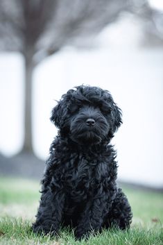 a small black dog sitting in the grass