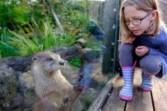 WWT Slimbridge Wetland Centre