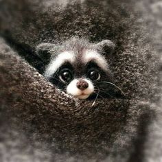 a raccoon peeks out from its burr hole