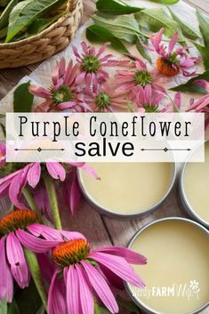 Herbal Flowers Drawing, Appalachian Folklore, How To Make Purple, Herbal Health, Purple Coneflower, Salve Recipes, Herbal Salves, Healing Salves