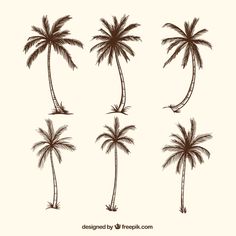 four palm trees in different stages of growth and the top one is drawn with brown ink