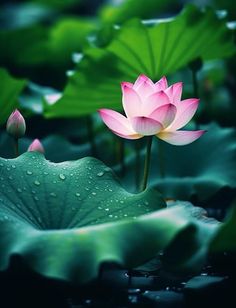 two pink water lilies are in the middle of green lily pads with raindrops on them