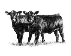 two black cows standing next to each other