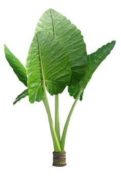 a large green leafy plant in a vase on a white background with clipping for text