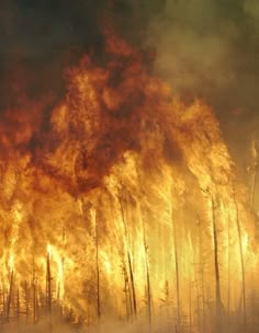 a forest filled with lots of trees covered in fire