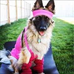 a dog wearing pink boots and a headband on top of a mat in the grass