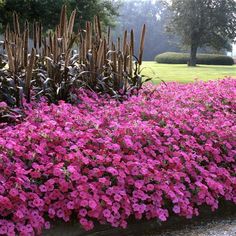 pink flowers are in the middle of a garden