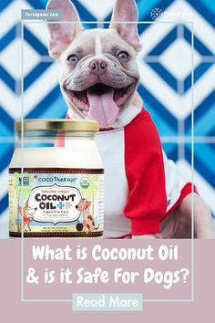 a dog with its mouth open next to a jar of coconut oil and the caption reads, what is coconut oil & it safe for dogs? read more