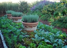 a garden filled with lots of green plants