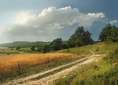 a dirt road in the middle of a field with tall grass and trees on both sides