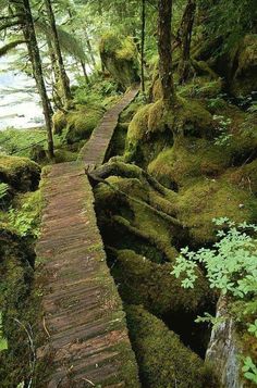 a wooden path in the woods with moss growing on it