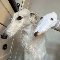 a white dog standing in front of a door with a stuffed animal on it's head