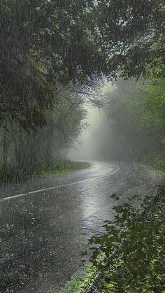 a wet road in the rain with lots of trees