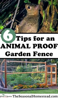 an animal proof garden fence with the title 6 tips for an animal proof garden fence