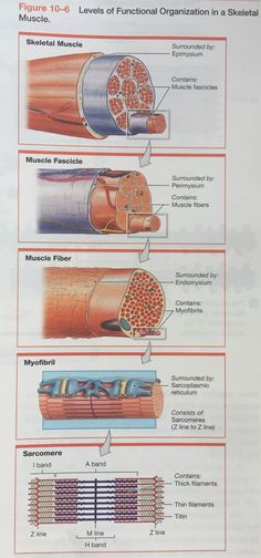 the diagram shows different types of electrical wires