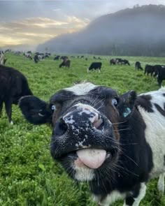 a black and white cow sticking its tongue out while standing in a field with other cows