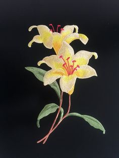 a yellow flower with green leaves on a black background