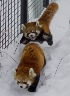 two red pandas walking in the snow next to a fence that says maths me