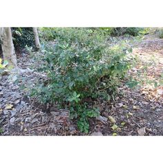 a small bush growing in the middle of a dirt area next to trees and bushes