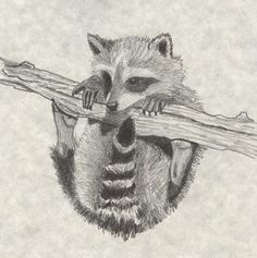 a drawing of a raccoon holding on to a branch