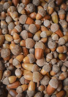 many different types of acorns are grouped together