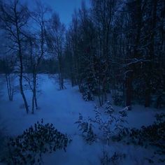 snow covered ground with trees and bushes in the foreground, at night or dawn