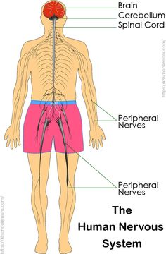 Human Nervous System for Kids. The nervous system is made up of a network of nerves, the brain and the spinal cord. The function of the nervous system is transporting messages between the body and the brain. #humannervoussystem #nervoussystem #thenervoussystem #HumanBody #HumanBodyFacts #HumanAnatomy #ScienceLessonsForKids #ScienceLessons Blood Vessels Anatomy, Nervous System Diagram, Science Diagram, Science Diagrams, Human Nervous System, Human Body Facts, Waldorf Homeschool, Peripheral Nerve