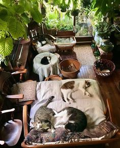 two cats laying on top of a bed in a room filled with potted plants