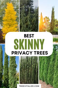 the best skinnyy privacy trees