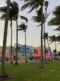 palm trees line the grass in front of buildings