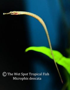 Microphis deocata “Indian Royal Green Pipefish” Seahorse Tank, Brahmaputra River, Sea Life Creatures, Underwater Beauty, Tropical Freshwater Fish, Sea Horses, Wet Spot, Royal Green